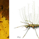 A lacewing larva trapped in amber (left) and an artist’s reconstruction (right). (Image: Bo Wang, Nanjing)